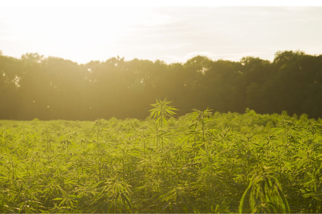 Everything You Need to Know About the 2018 Farm Bill, Hemp & CBD