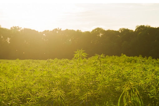 Everything You Need to Know About the 2018 Farm Bill, Hemp & CBD