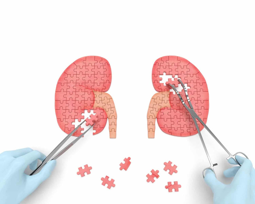 CBD Oil Side Effects on Kidneys: What Studies Found