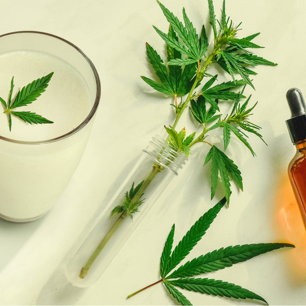 Hemp Derived CBD vs. Marijuana Derived CBD: Which is Better?