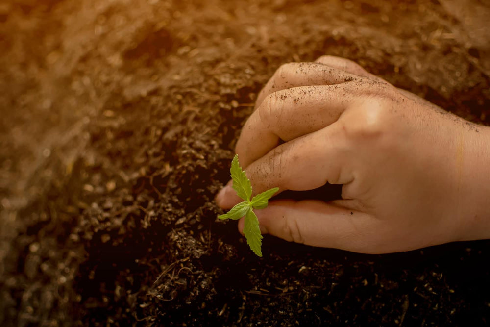 Seed to Shelf: The Colorado Botanicals Hemp Production Process