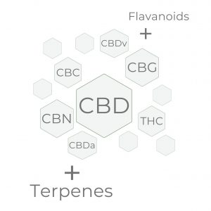 CBD Oil Entourage Effect showing CBG CBC CBN THC with terpenes synergically working together to enhance the effects