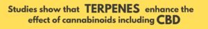 Terpenes enhance the effects of CBD and all cannabinoids by being able to cross the Blood-Brain Barrier