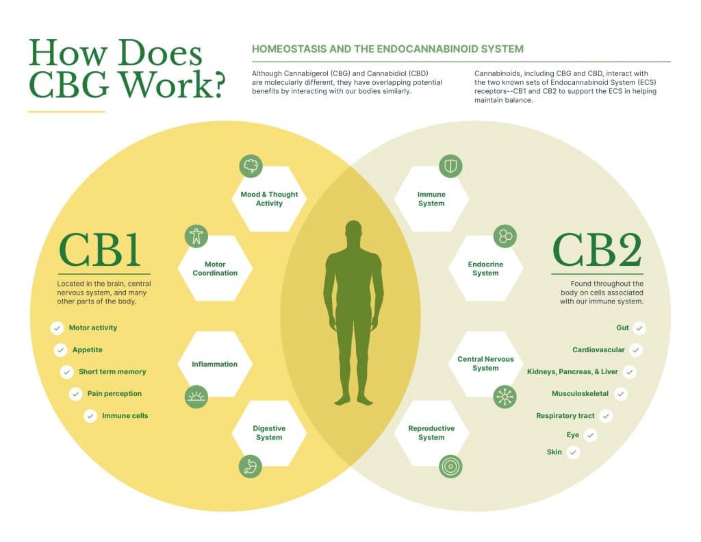 How does CBG work with our endocannabinoid receptors