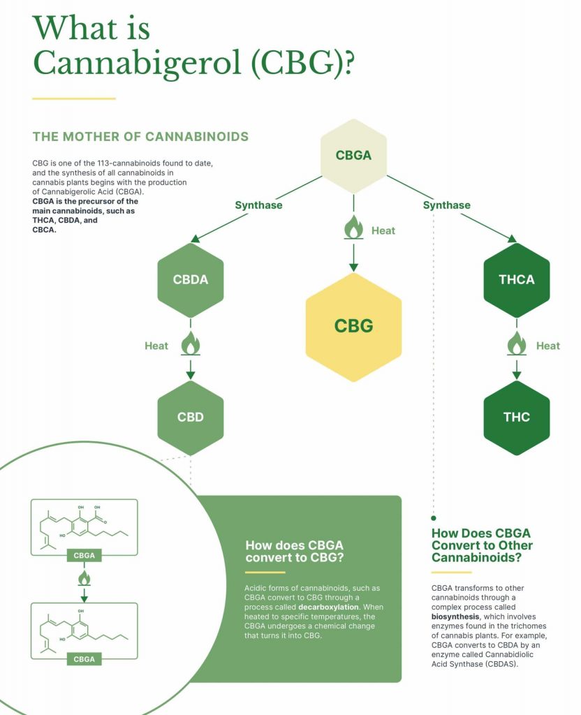 what is CBG the mother of all cannabinoids found in hemp