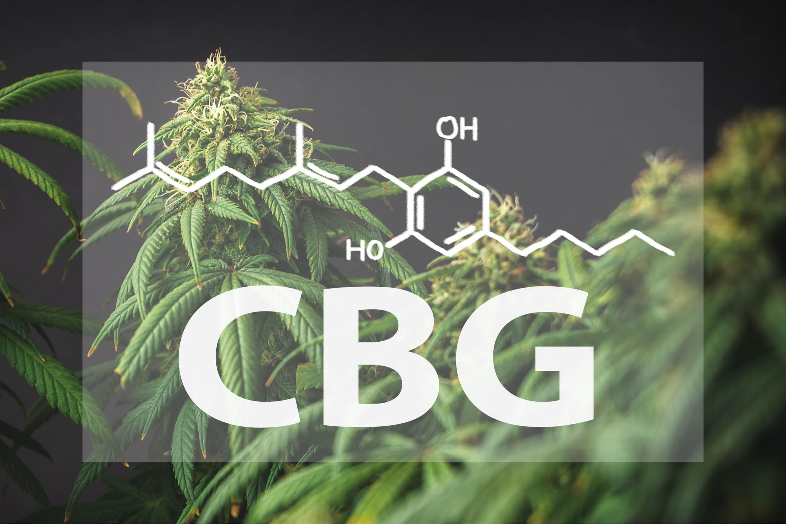 what-is-cbg-oil-what-does-this-cannabinoid-do