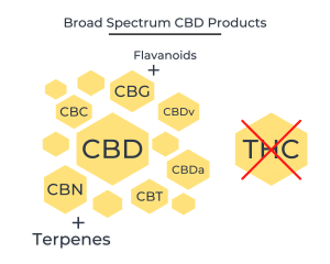 Representation of Broad Spectrum CBD products how it contains other compounds but no THC