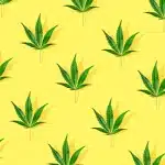 THC flower on yellow background